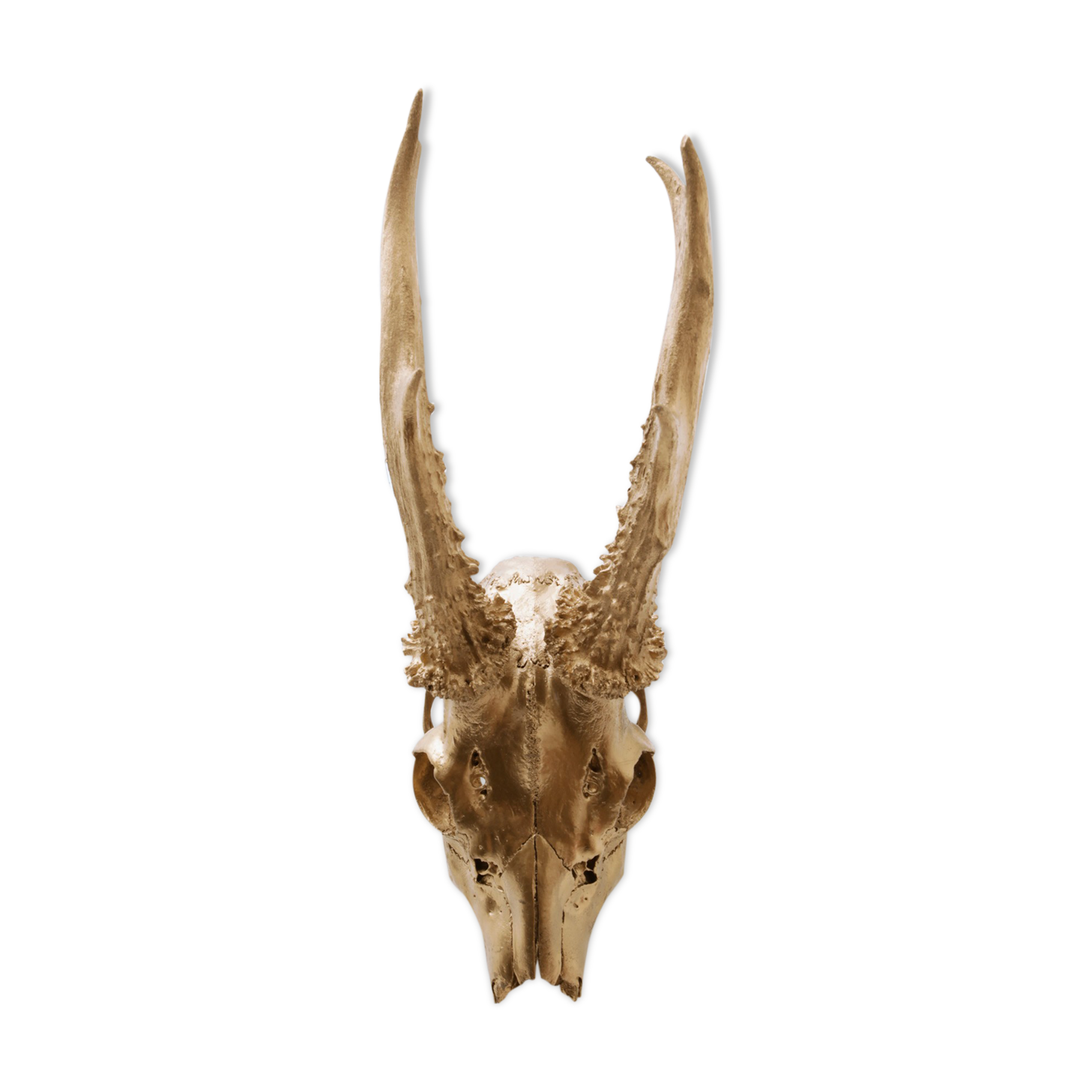 Chevreuil cornes massacre or - Taxidermie