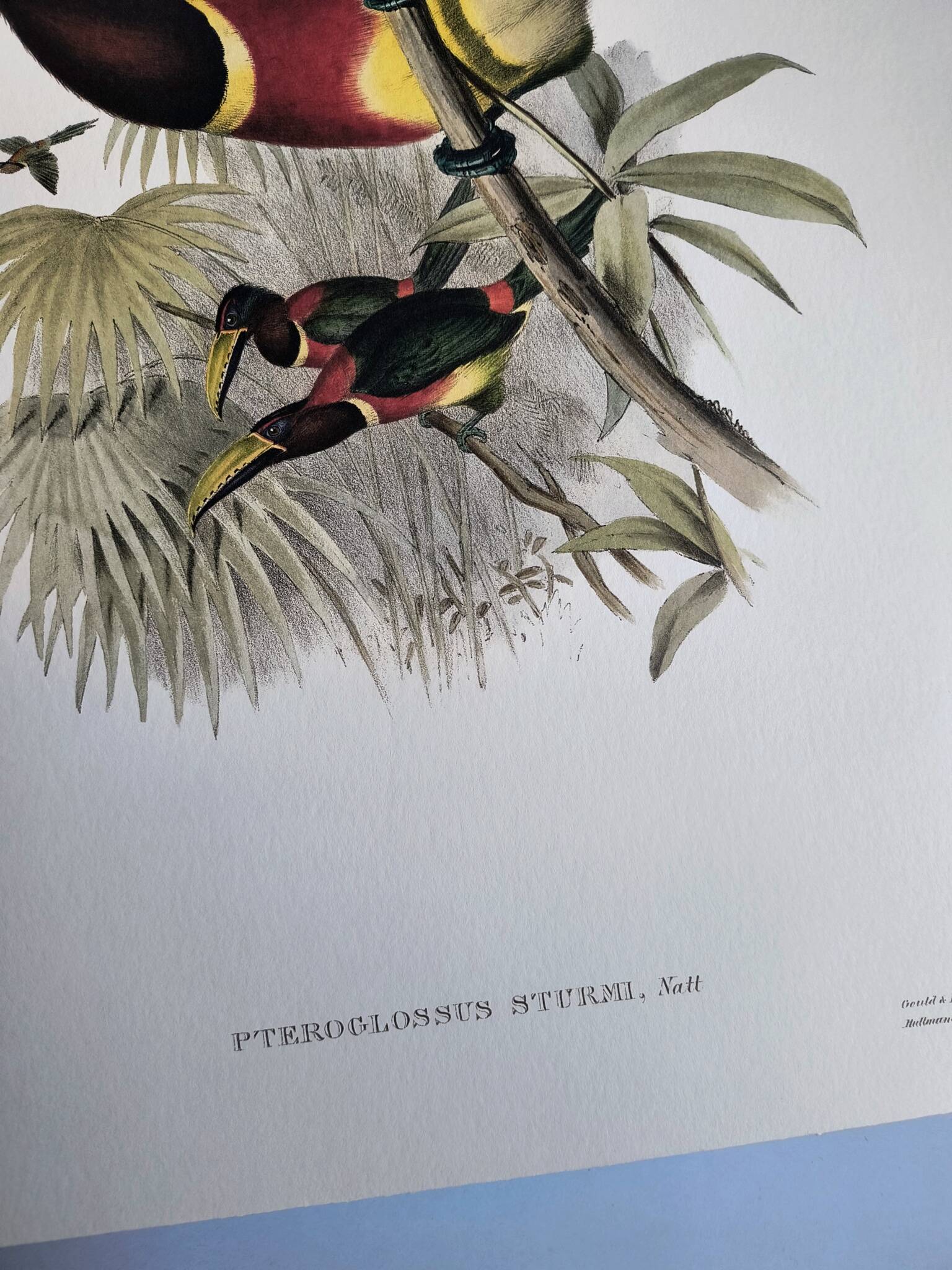 Vintage illustration. J. Gould's Double-collared Araçari – toucan birds