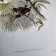 Vintage illustration. J. Gould's Double-collared Araçari – toucan birds