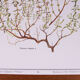 Set of 2 botanical planks