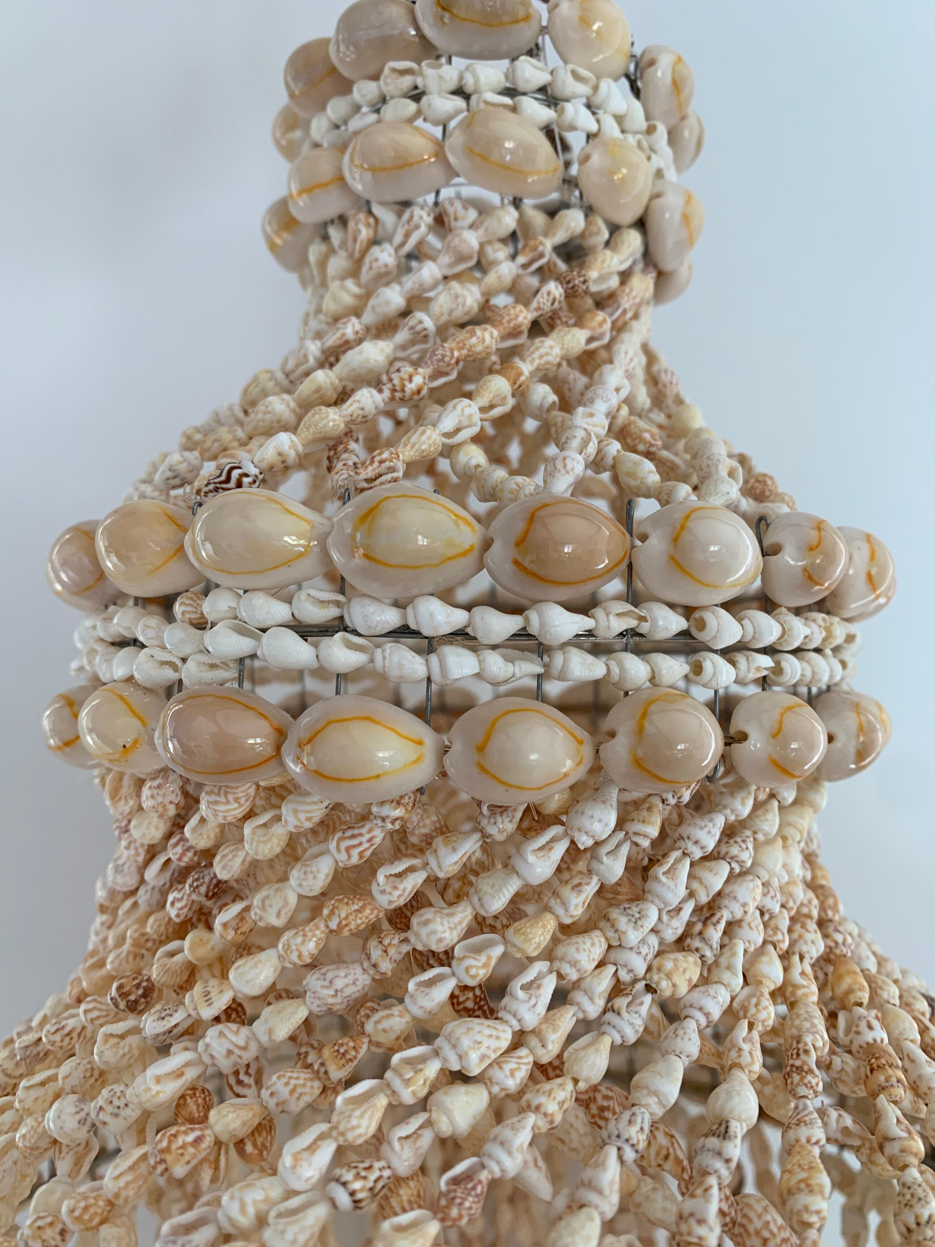 Lustre shell cauris