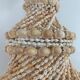 Lustre shell cauris