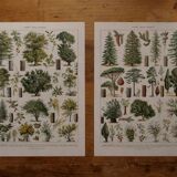 Original lithographs of forest and forest trees