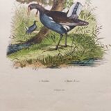 Gravure ancienne de 1839 -Le Pouillot - Planche oiseaux coloriée à la main