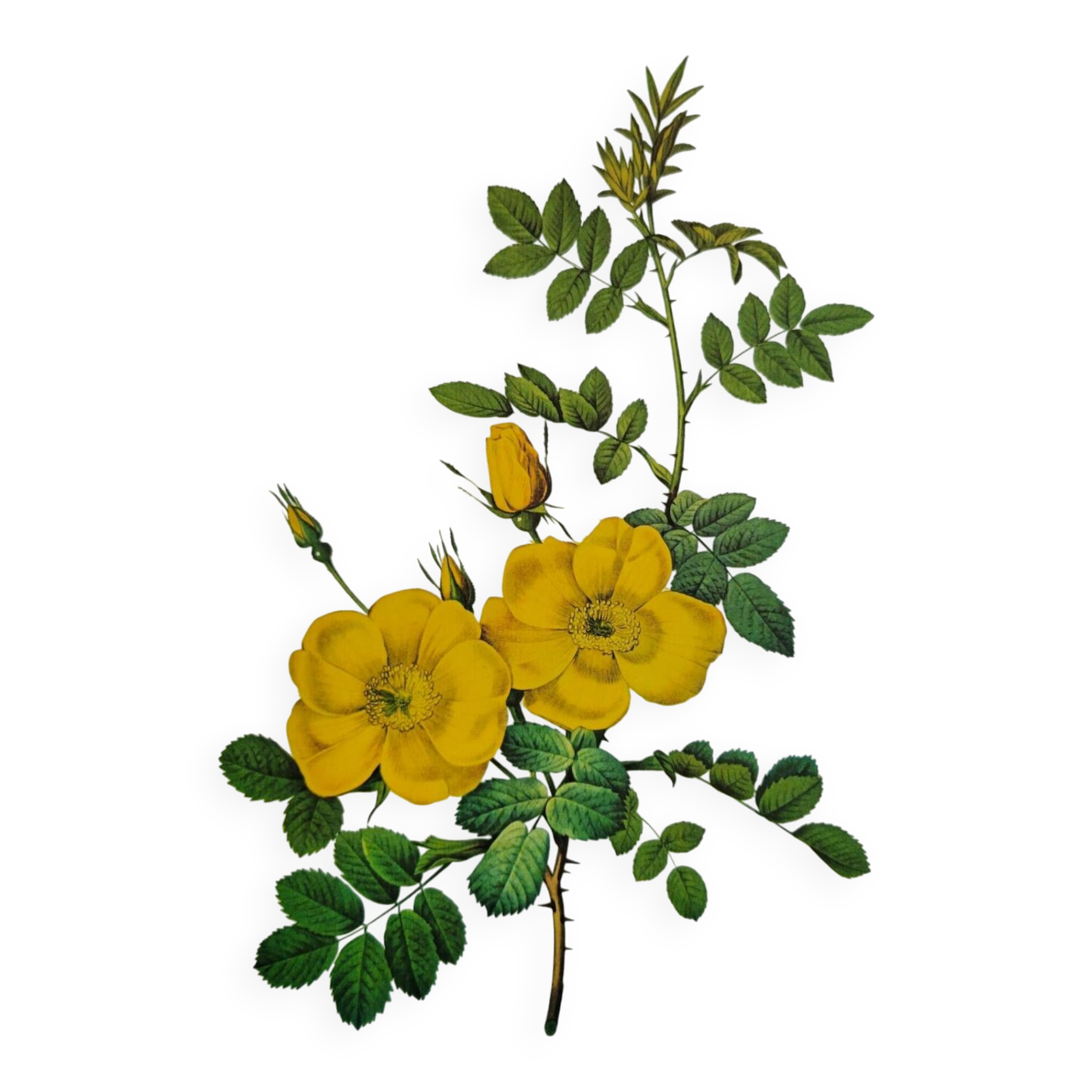 Botanical plate Wild Rose P.J. Redouté 1960