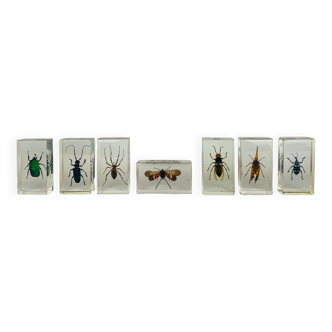 Set of 7 insect inclusions in resin