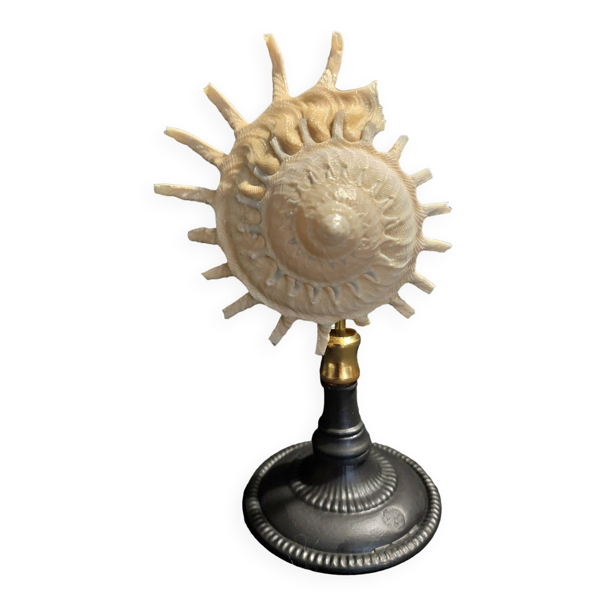 Cabinet of Curiosities stellaria solaris shell on base