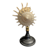 Cabinet of Curiosities stellaria solaris shell on base