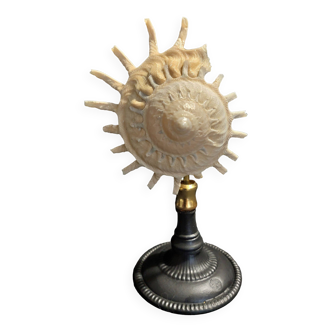 Cabinet of Curiosities stellaria solaris shell on base