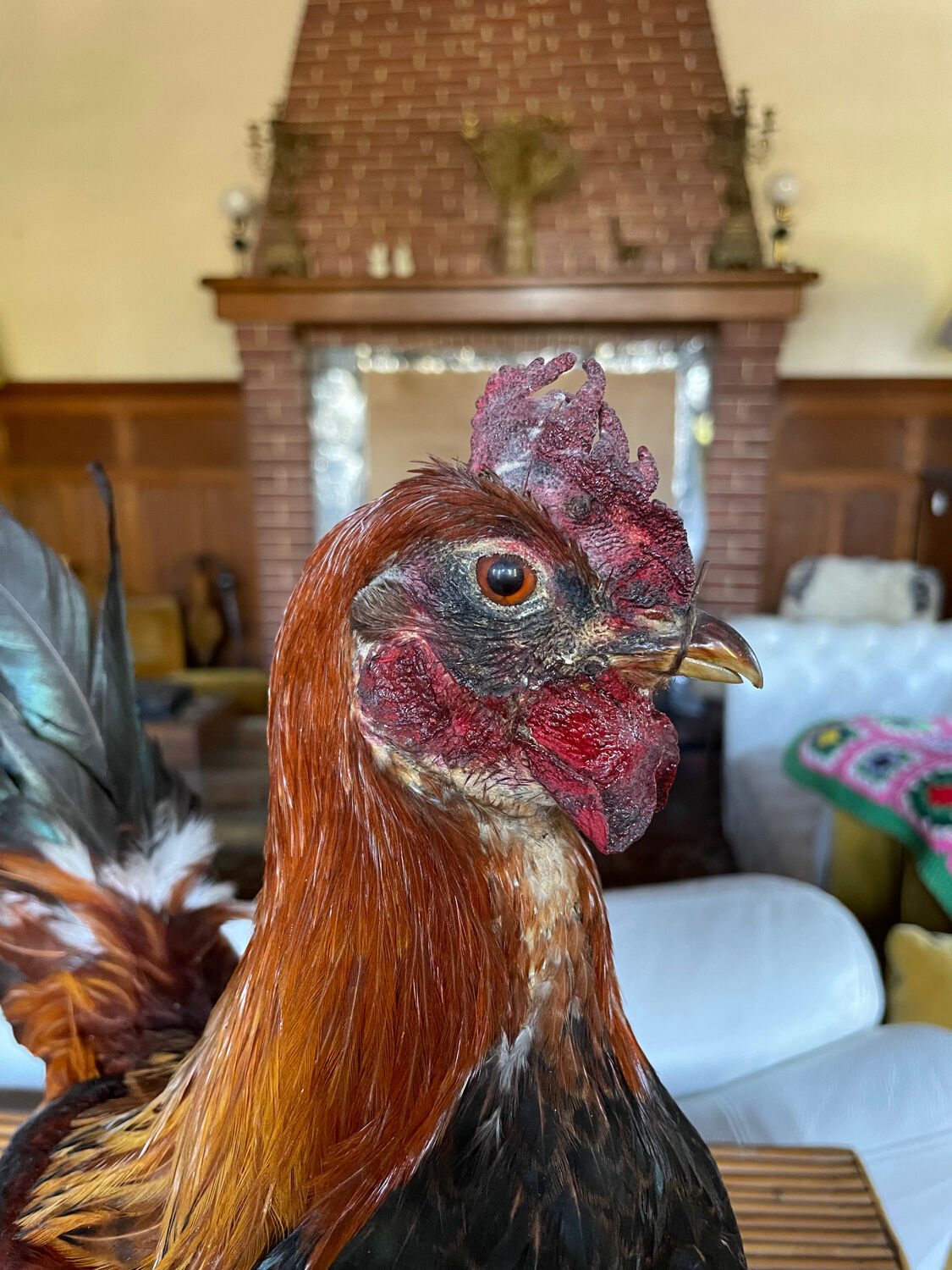 Taxidermy Rooster cabinet of curiosities