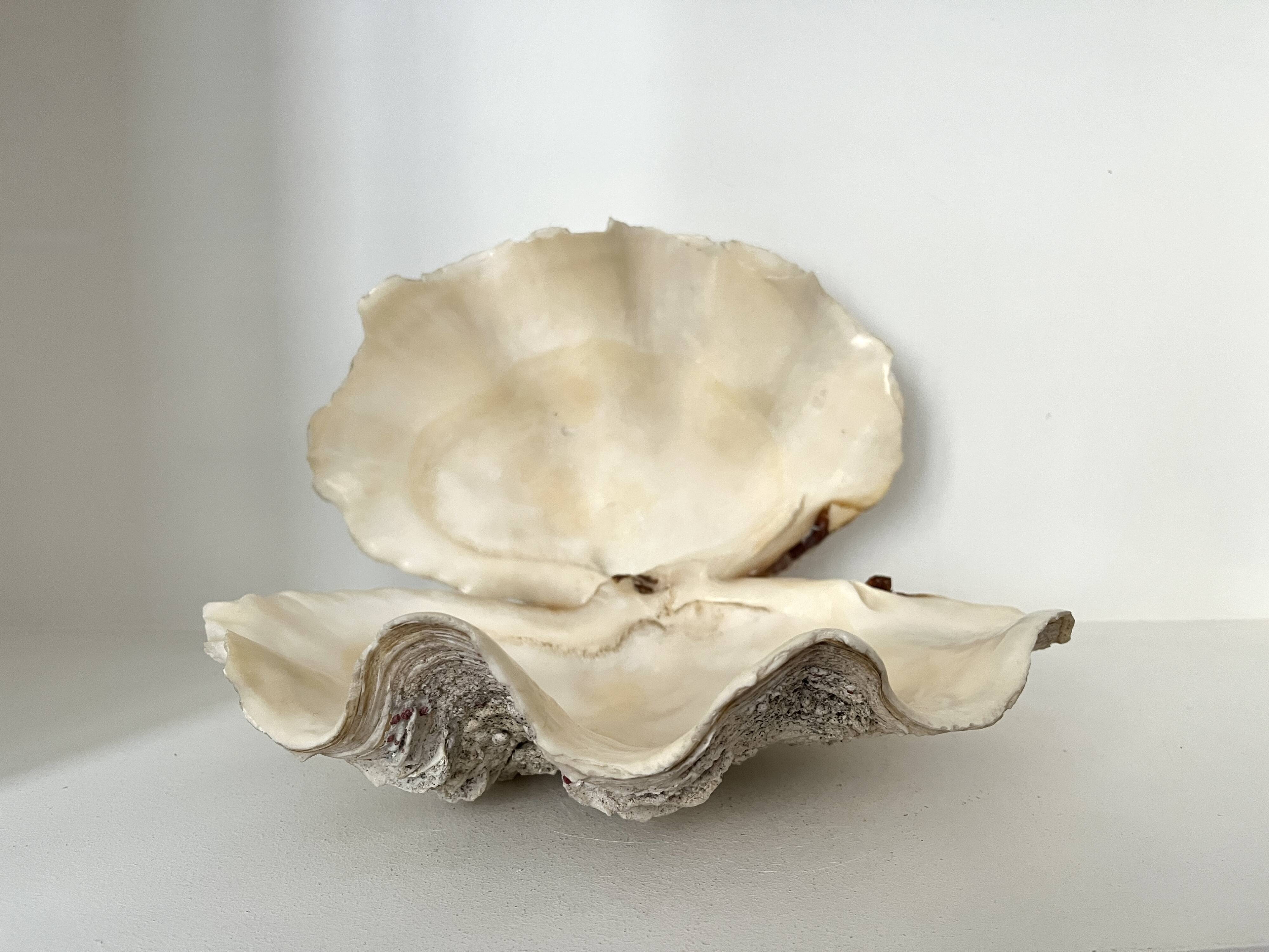 Authentic vintage giant bivalve shell, tridacna gigas shell.