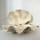 Authentic vintage giant bivalve shell, tridacna gigas shell.