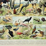 Engraving • Birds 2, species, raptors • Original and vintage poster from 1898