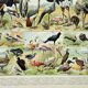 Engraving • Birds 2, species, raptors • Original and vintage poster from 1898