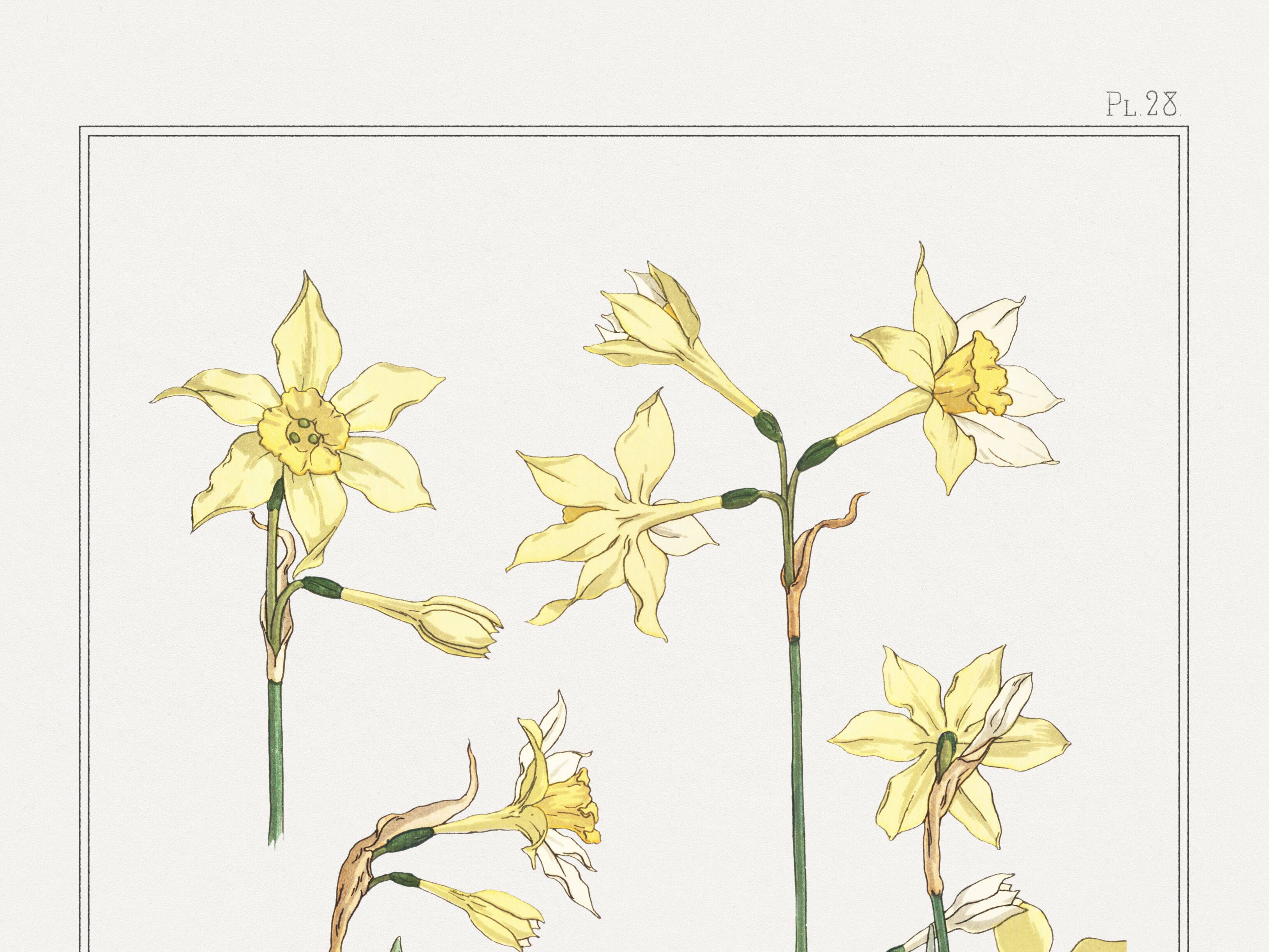 “Daffodil” poster, after an Art Nouveau lithograph from 1897