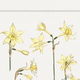 “Daffodil” poster, after an Art Nouveau lithograph from 1897