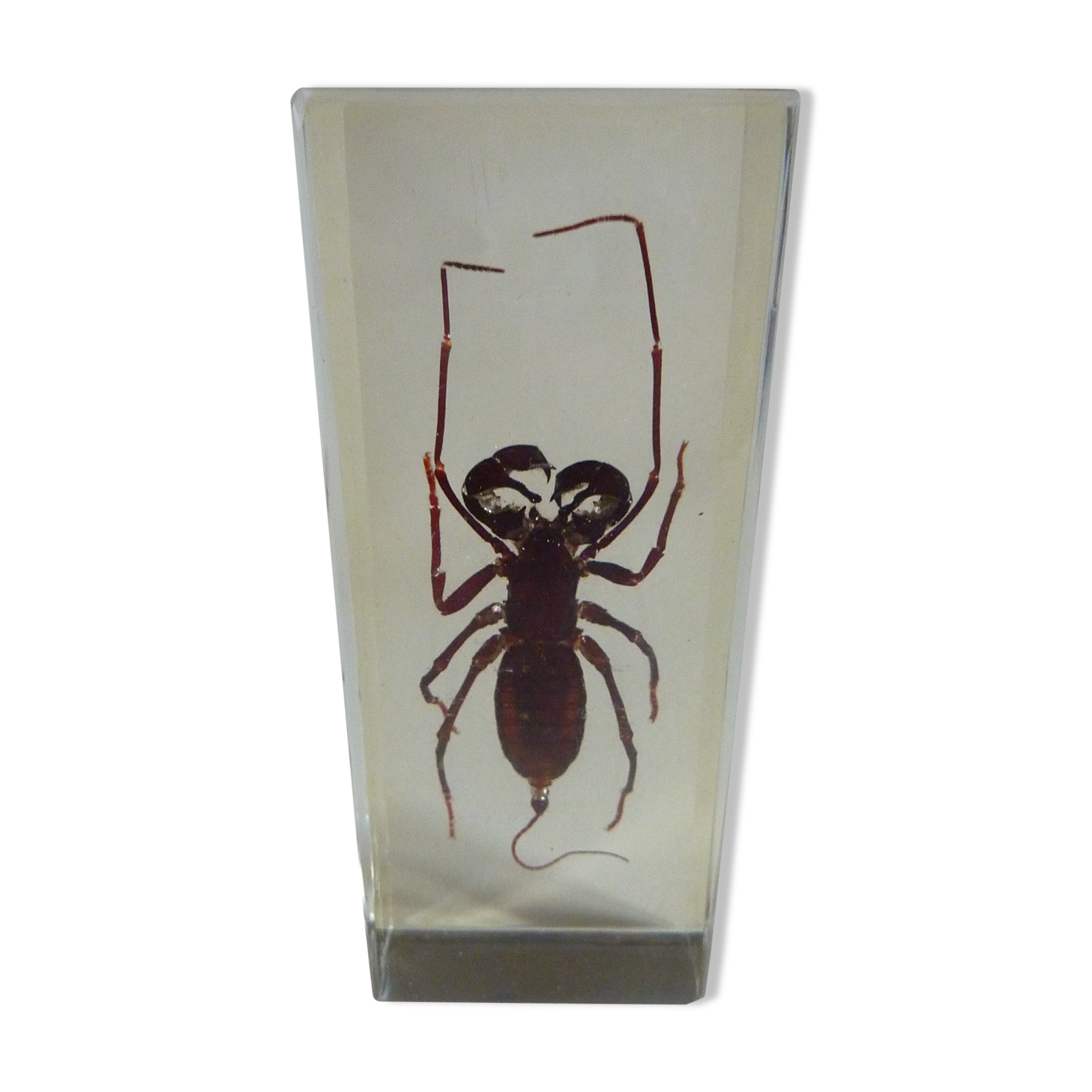 Inclusion insect, curiosity cabinet