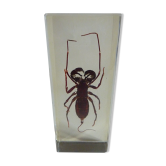 Inclusion insect, curiosity cabinet