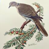 Old bird plate from the 1960s - Turkish Turtle Dove - Zoological and ornithological illustration
