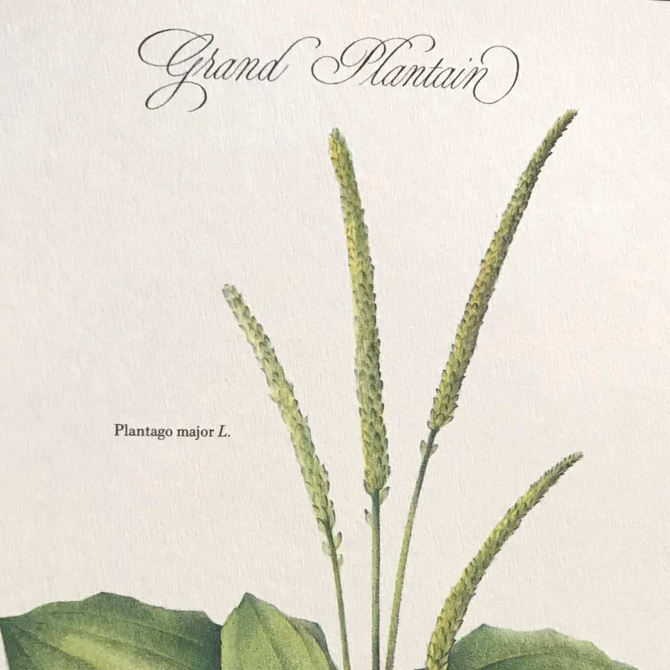 Plantain botanical plate