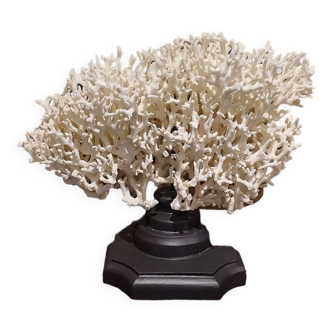 Coral on black base