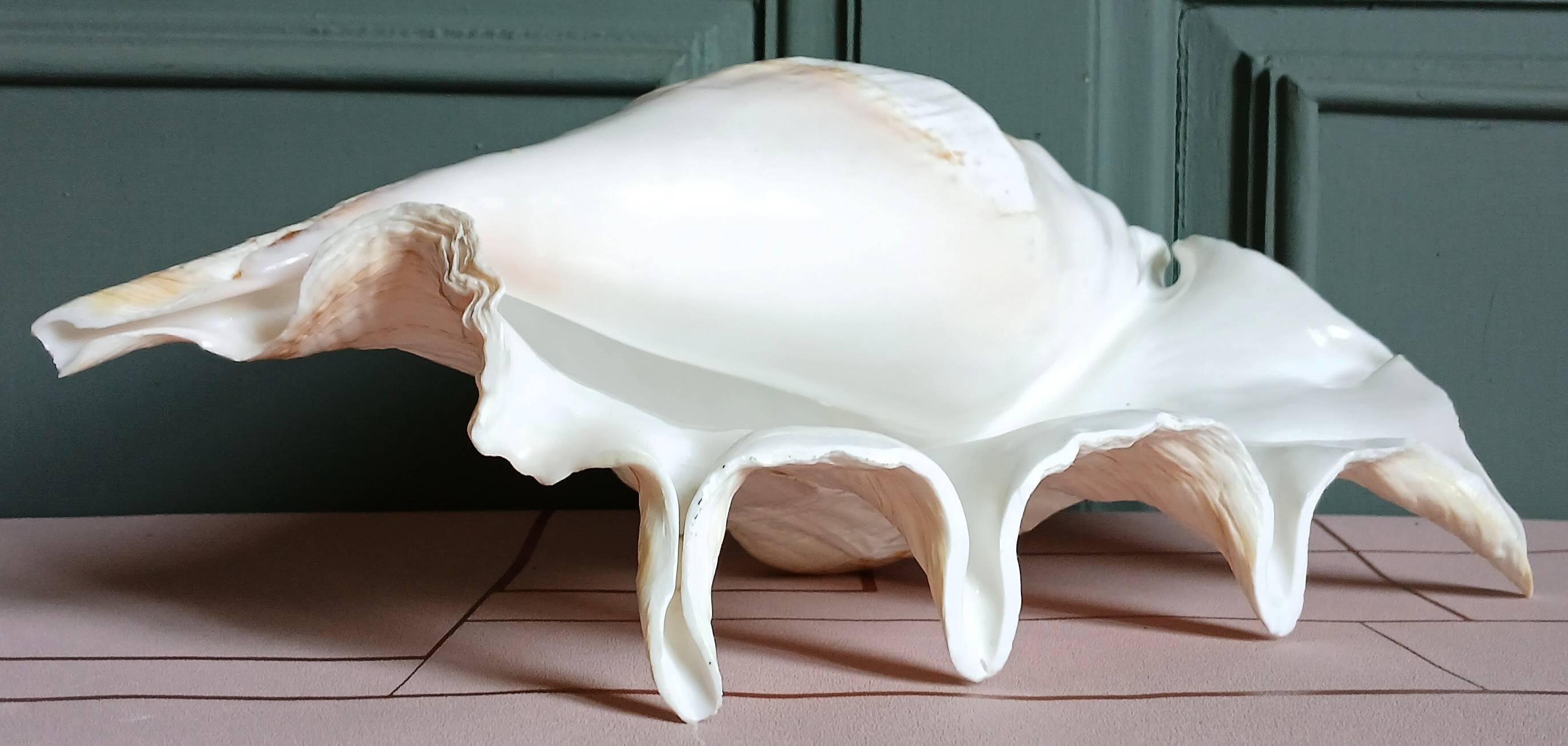 Lambis truncata XL shell, Pacific Ocean.