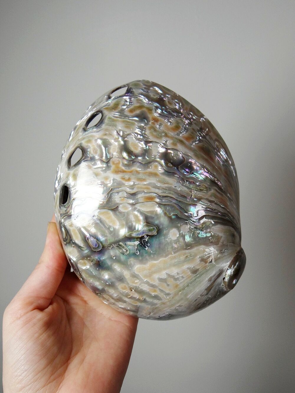 Large polished abalone shell, curiosity item, vintage 20th century.