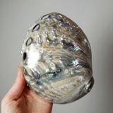 Large polished abalone shell, curiosity item, vintage 20th century.