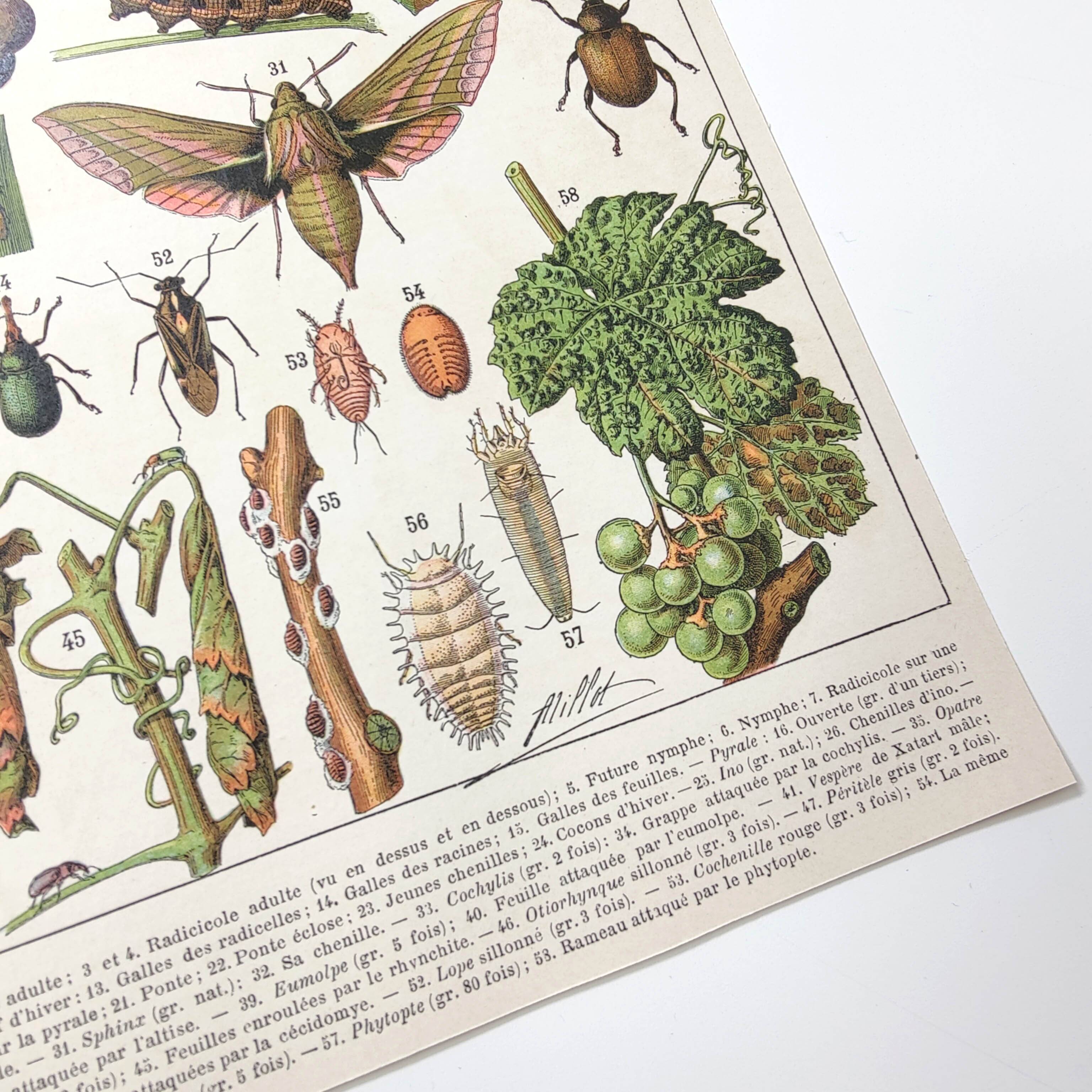 Lot of two lithographed plates on vine diseases 1900