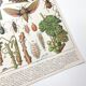 Lot deux Planches lithographies sur les maladies de la vigne 1900