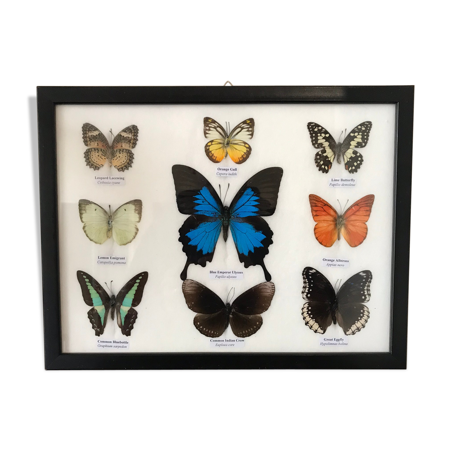 Frame Butterflies assortment of 9 around blue emperor 33 x 25