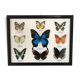 Frame Butterflies assortment of 9 around blue emperor 33 x 25
