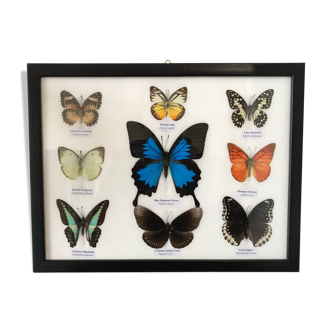Frame Butterflies assortment of 9 around blue emperor 33 x 25