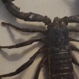 Scorpion géant de Malaisie Heterometrus Spinifer