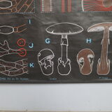 Vintage poster Dr Audoux mushroom theme