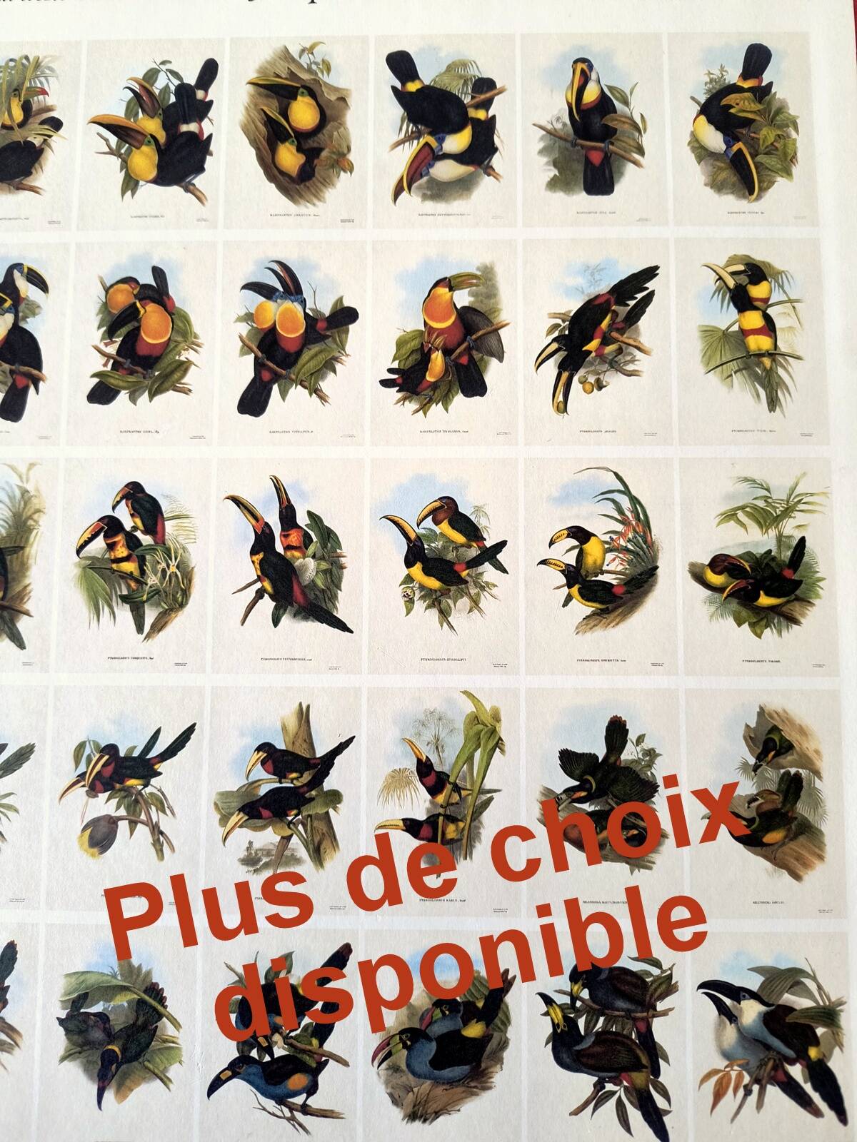 Illustration vintage. Toucanet à bec sillonné de J.Gould. 33x49 cm. oiseau