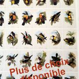 Illustration vintage. Toucanet à bec sillonné de J.Gould. 33x49 cm. oiseau