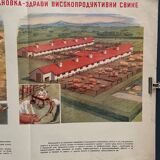 Educational poster pig's animal farm agricultural exhibition 1950