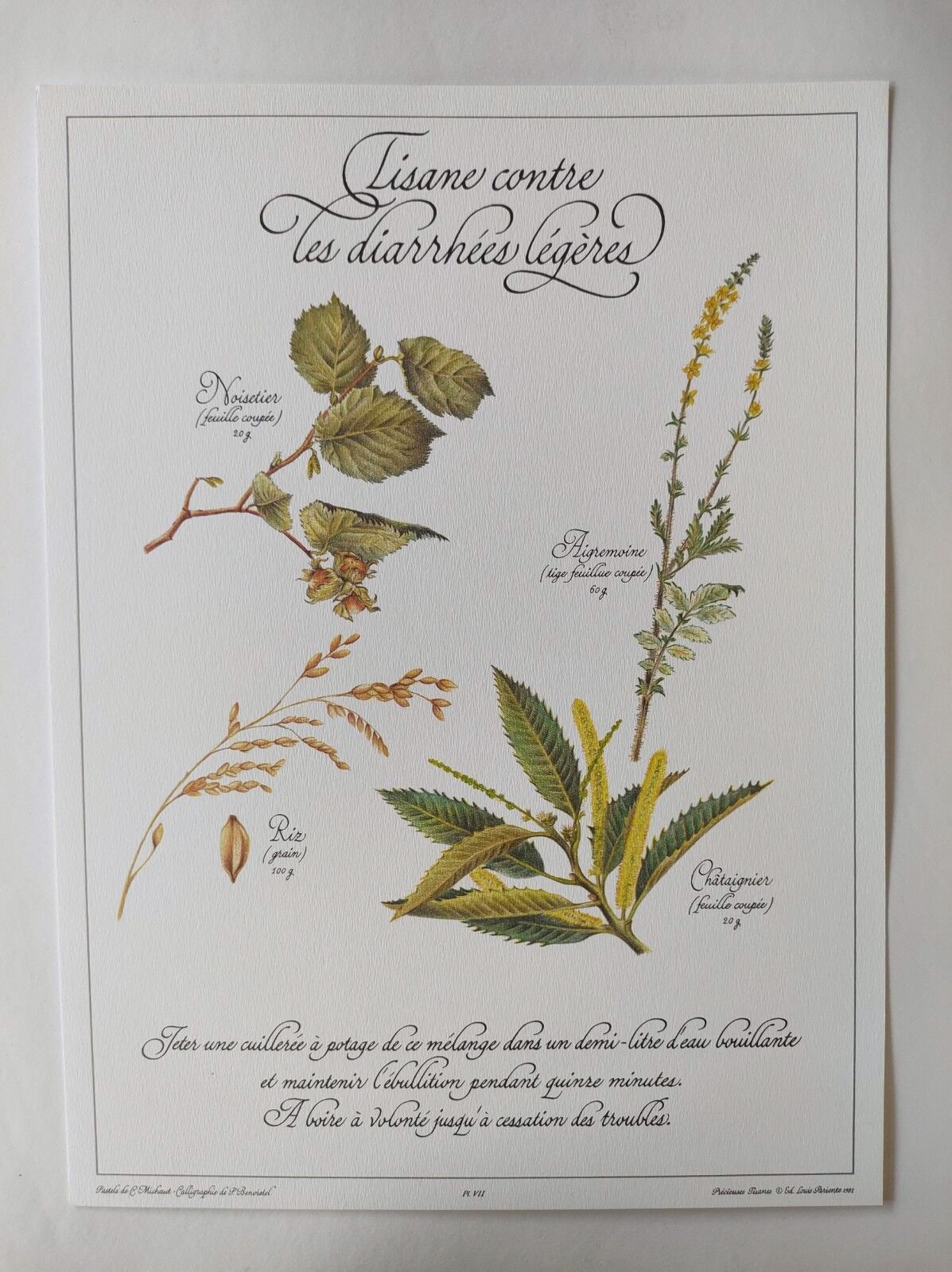 Botanical engraving -Herbal tea against diarrhea- Illustration of medicinal plants and herbs