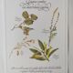 Botanical engraving -Herbal tea against diarrhea- Illustration of medicinal plants and herbs