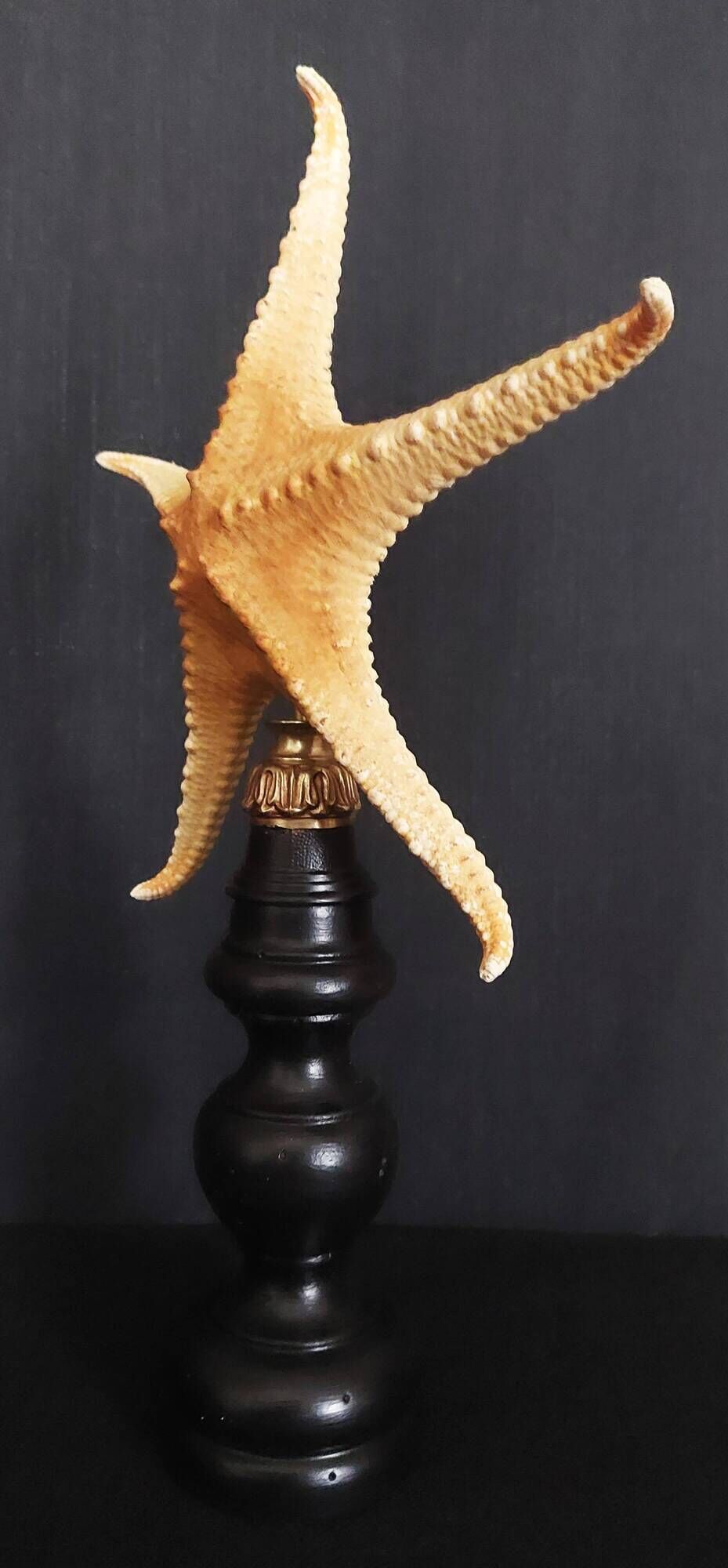 Cabinet of Curiosities starfish poraster superbus on base