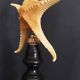 Cabinet of Curiosities starfish poraster superbus on base