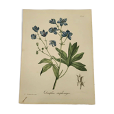 Phytographie médicale, dauphin staphisaigne colorisée main, j. roques 1821