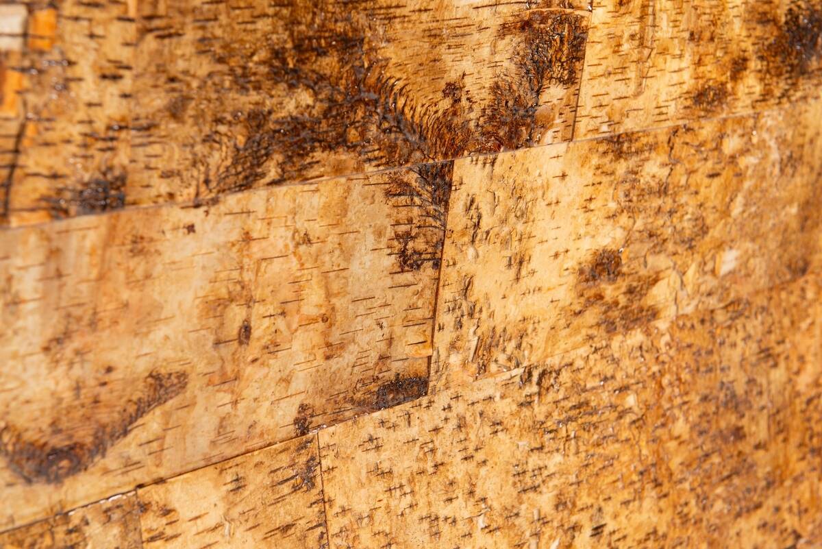 Werner Neumann sculptural birchwood sofa in birch bark and leather, The Netherlands