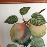 Old botanical lithograph patricia kounakowitch