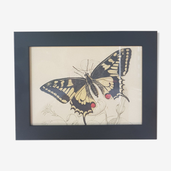 Butterfly framed poster
