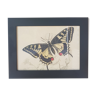 Butterfly framed poster
