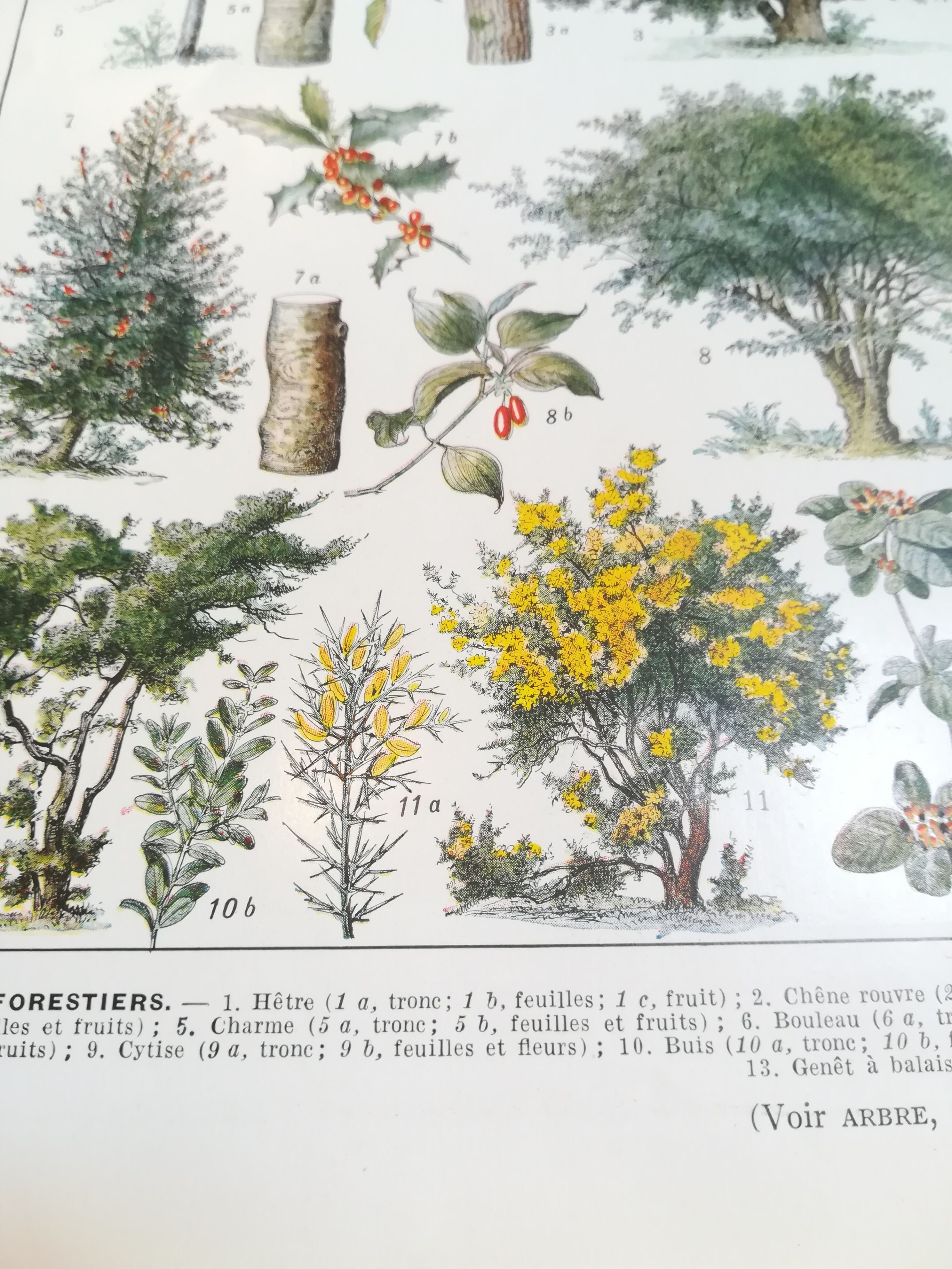 Lithograph on trees from 1928 "beech"