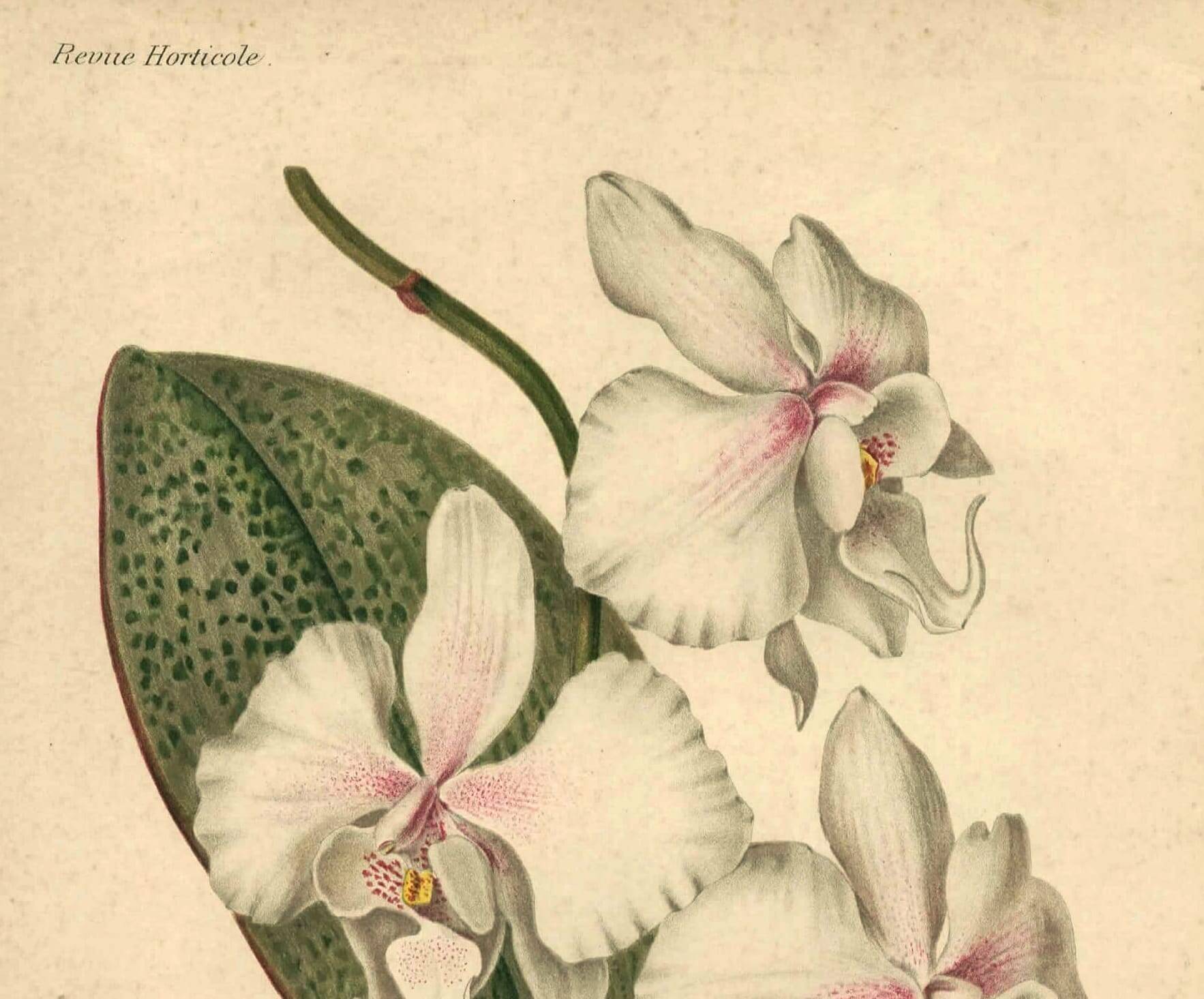 Antique botanical engraving from 1896 by Descamps-Sabouret • Phalaenopsis