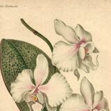 Antique botanical engraving from 1896 by Descamps-Sabouret • Phalaenopsis